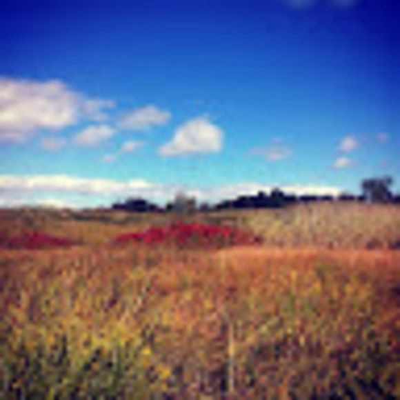 Meet your Posher, Bailey - Picture 1 of 1